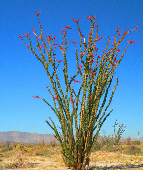 Ocotillo 'Fouquieria Splendens' verde valley nursery