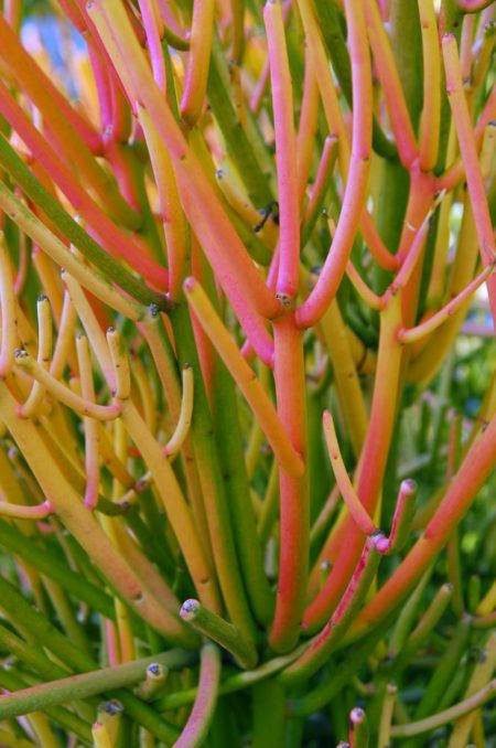 Firesticks 'Euphorbia Tirucalli' verde valley nursery