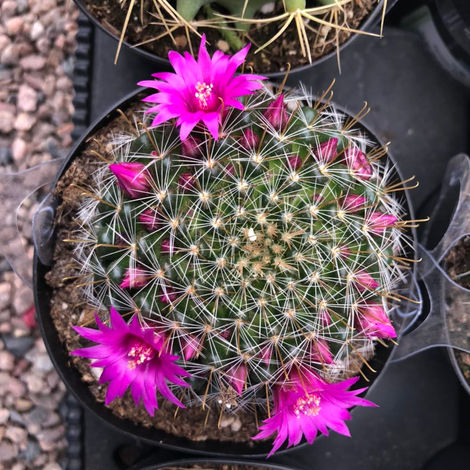 Fishhook Barrel Cactus with curved spines.