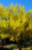 Blue Palo Verde 'Cercidium Floridum' verde valley nursery garden center fountain hills