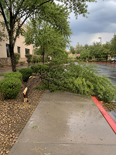 Broken tree toppled across a wet sidewalk in a parking lot, with stormy gray skies and scattered leaves after rain.