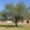 Native Mesquite Verde Valley Nursery