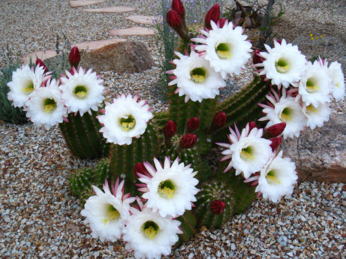 Argentine Cactus 'Echinopsis Candicans' verde valley nursery