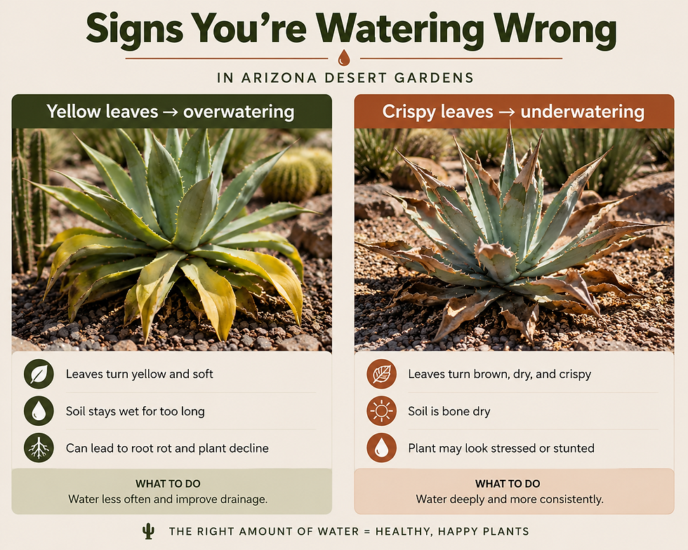 Signs of incorrect watering in Arizona Desert Gardens: Overwatered plant with yellow leaves; underwatered with crispy leaves. Instructions included.