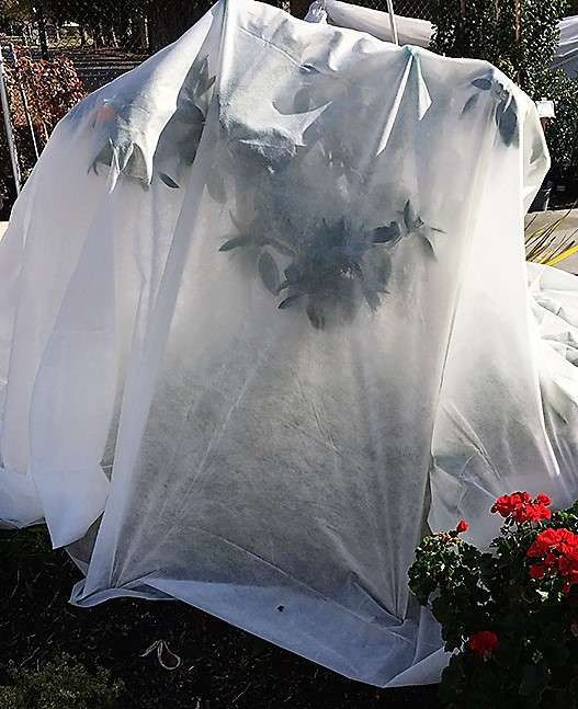 Frost cloth protecting desert plants from cold temperatures in Fountain Hills
