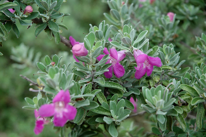Texas sage shrub with dense gray-green leaves planted in an Arizona desert landscape with gravel ground cover.