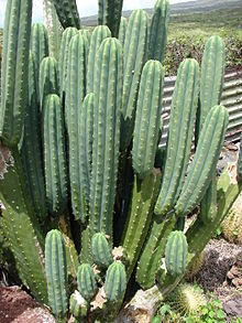 San Pedro cactus verde valley nursery