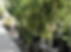 citrus trees verde valley nursery garden center fountain hills