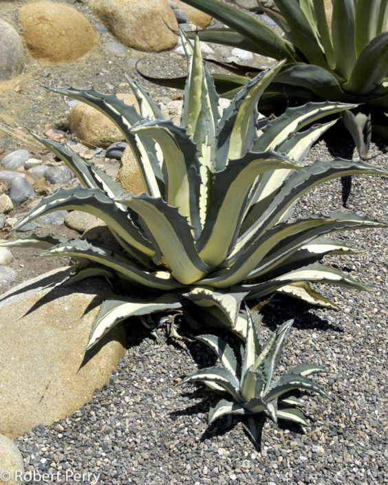 Medio Picta 'Agave Americana var. Medio Picta Alba' verde valley nursery