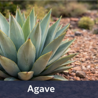 Agave desert plant growing in Arizona landscape garden with gravel landscaping in Phoenix.