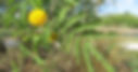 Sweet Acacia 'Acacia Smalli' verde valley nursery