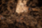 paper_pulp_composting