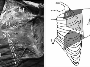 Serratus Anterior – Discovering its form, shape, and structure.