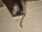 Termite attack on the ceiling