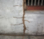 Termite attack on the wall
