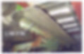 FOF lim fin pic.jpg