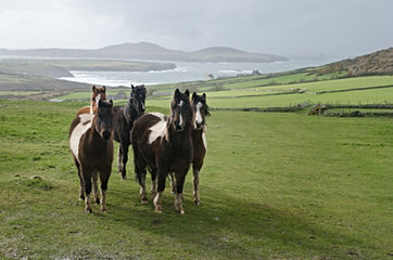 Wild horses on the hills across the Pembrokeshire National Park.