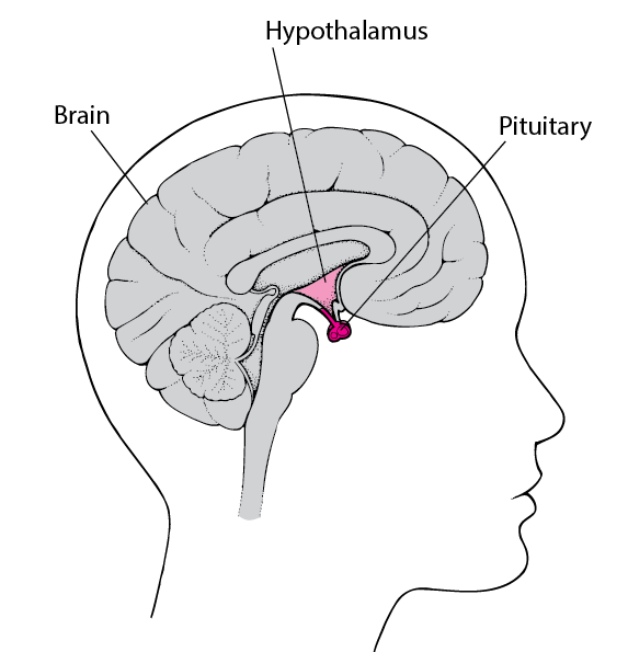 END_pituitary.gif