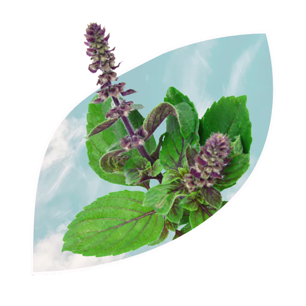 Basilsky.webp