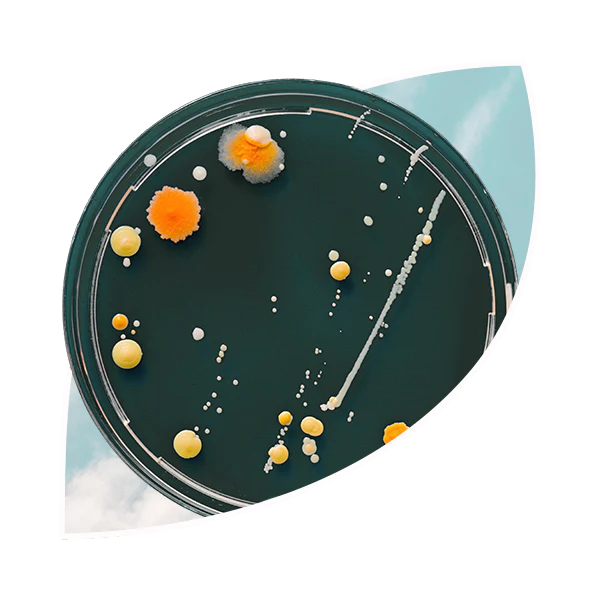 BacteriaSky.webp