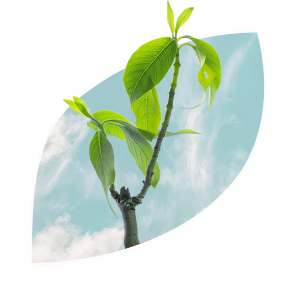 VasakaSky.webp