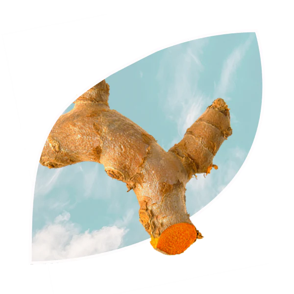 raiz de curcuma.webp