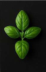 Hoch Baslilikum schwarz.jpg