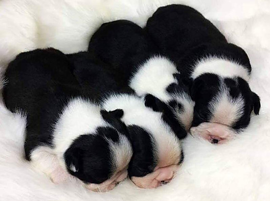 Hecuba 'H' litter.jpg