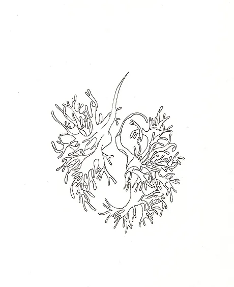 Auguries 17 Indialeire Auguries 17 Indialeire