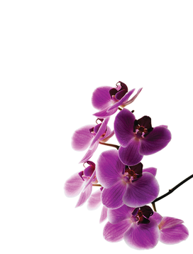 Orchid_edited.png