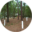 Mount Carmel-Simpson Cemetery