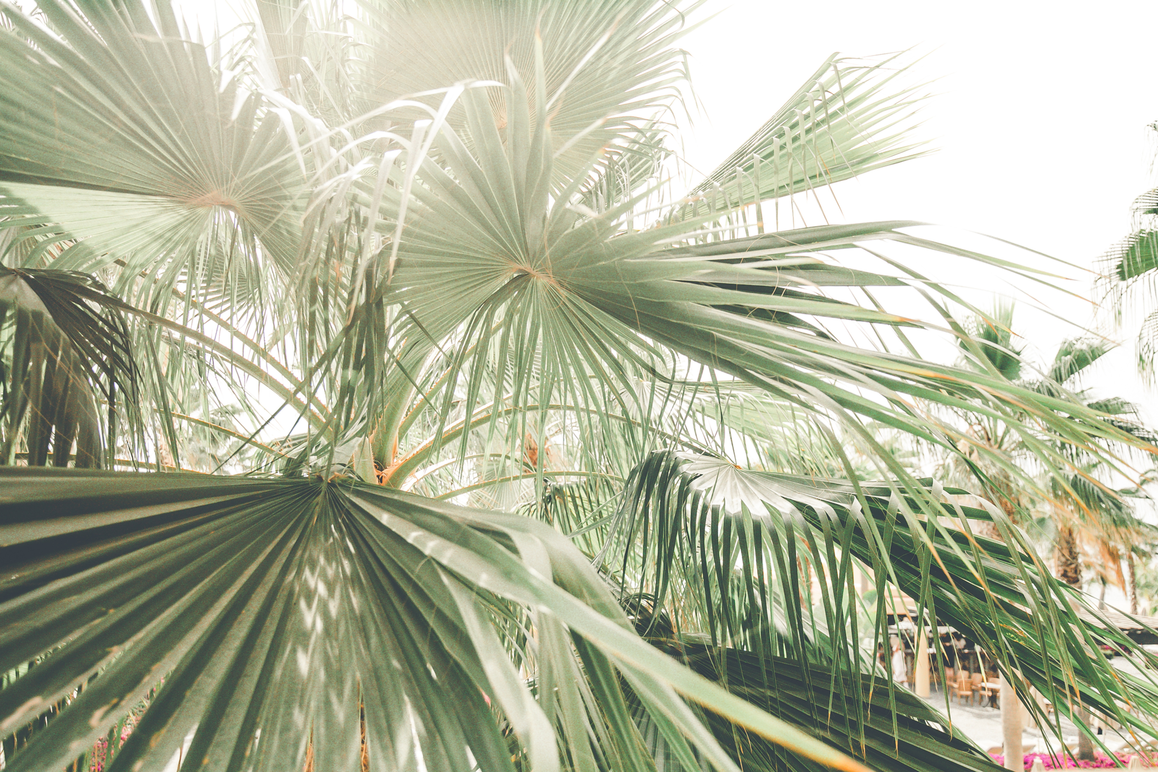 Palm Tree Print 10x12"