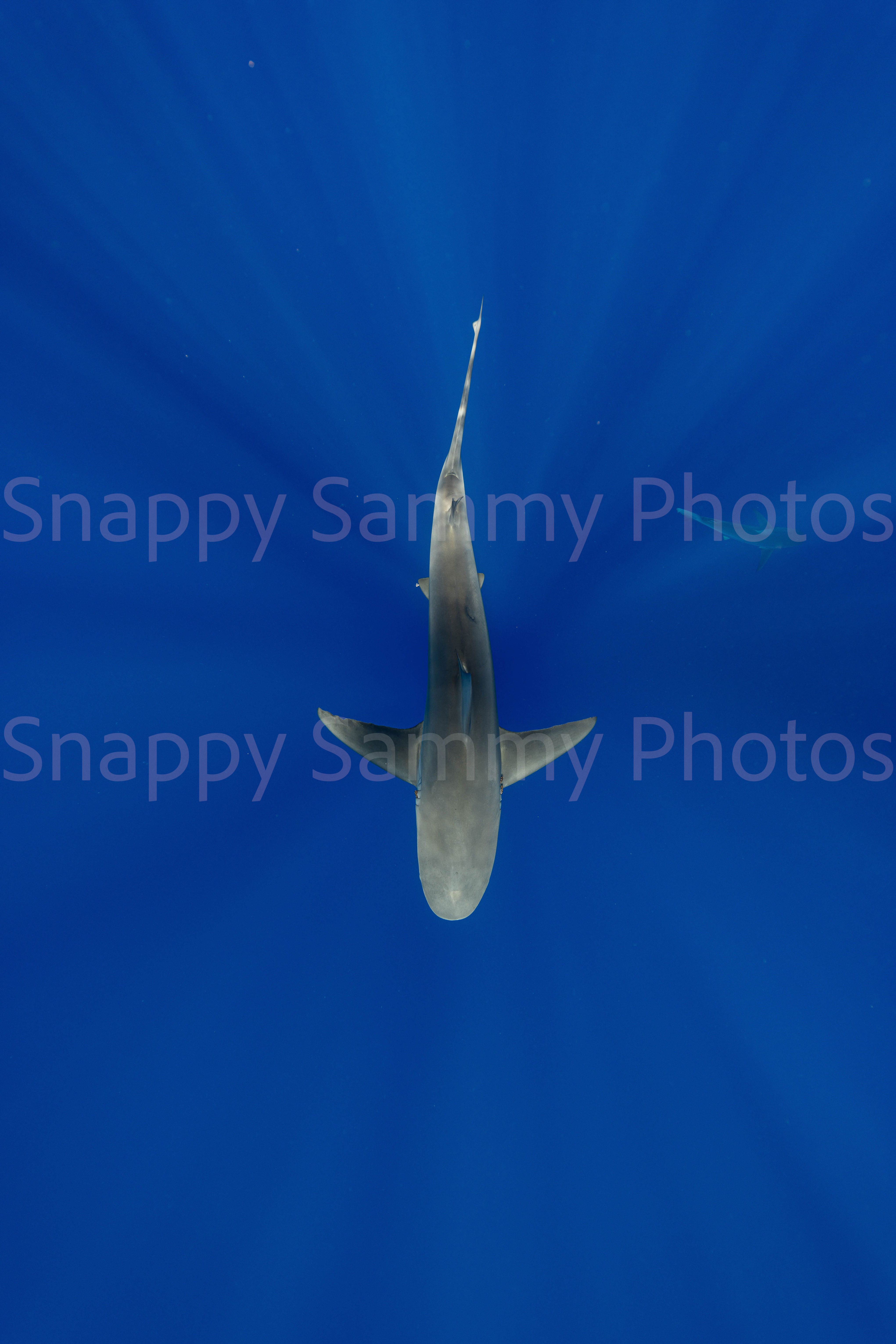Galapagos Shark 6962