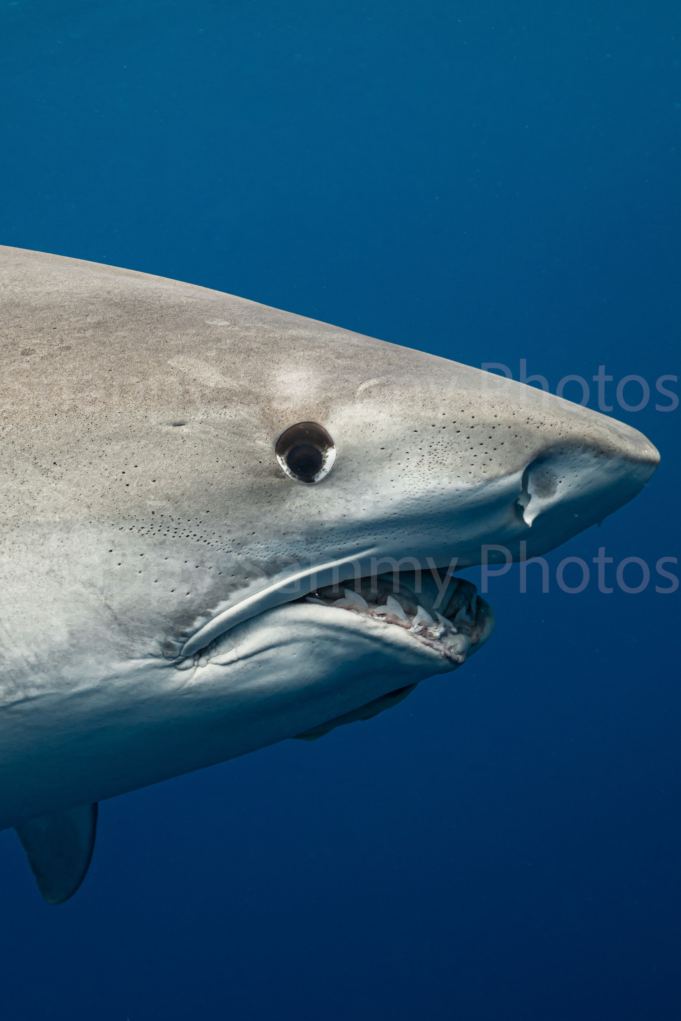 Tiger Shark 1461