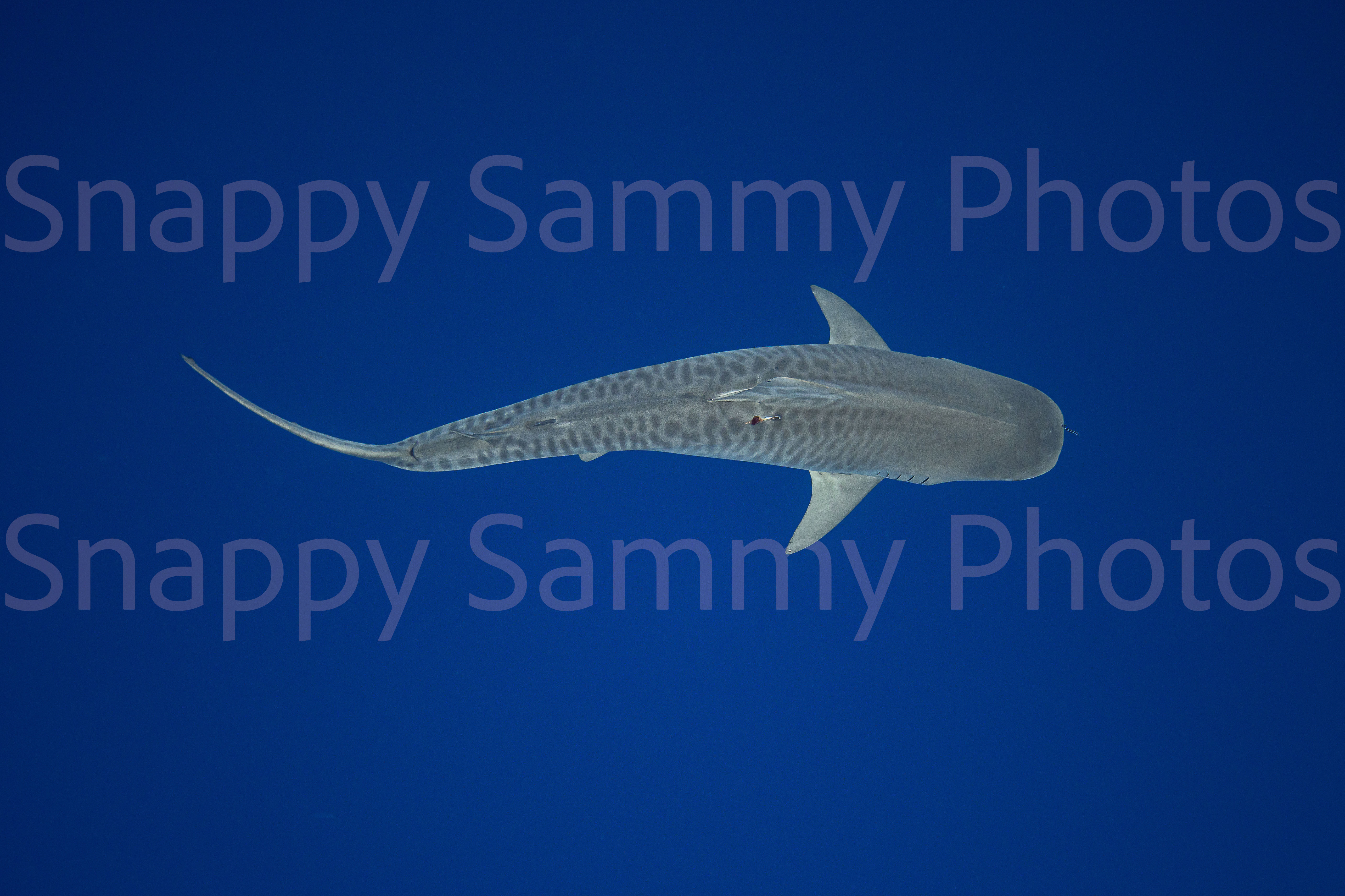 Tiger Shark 1919