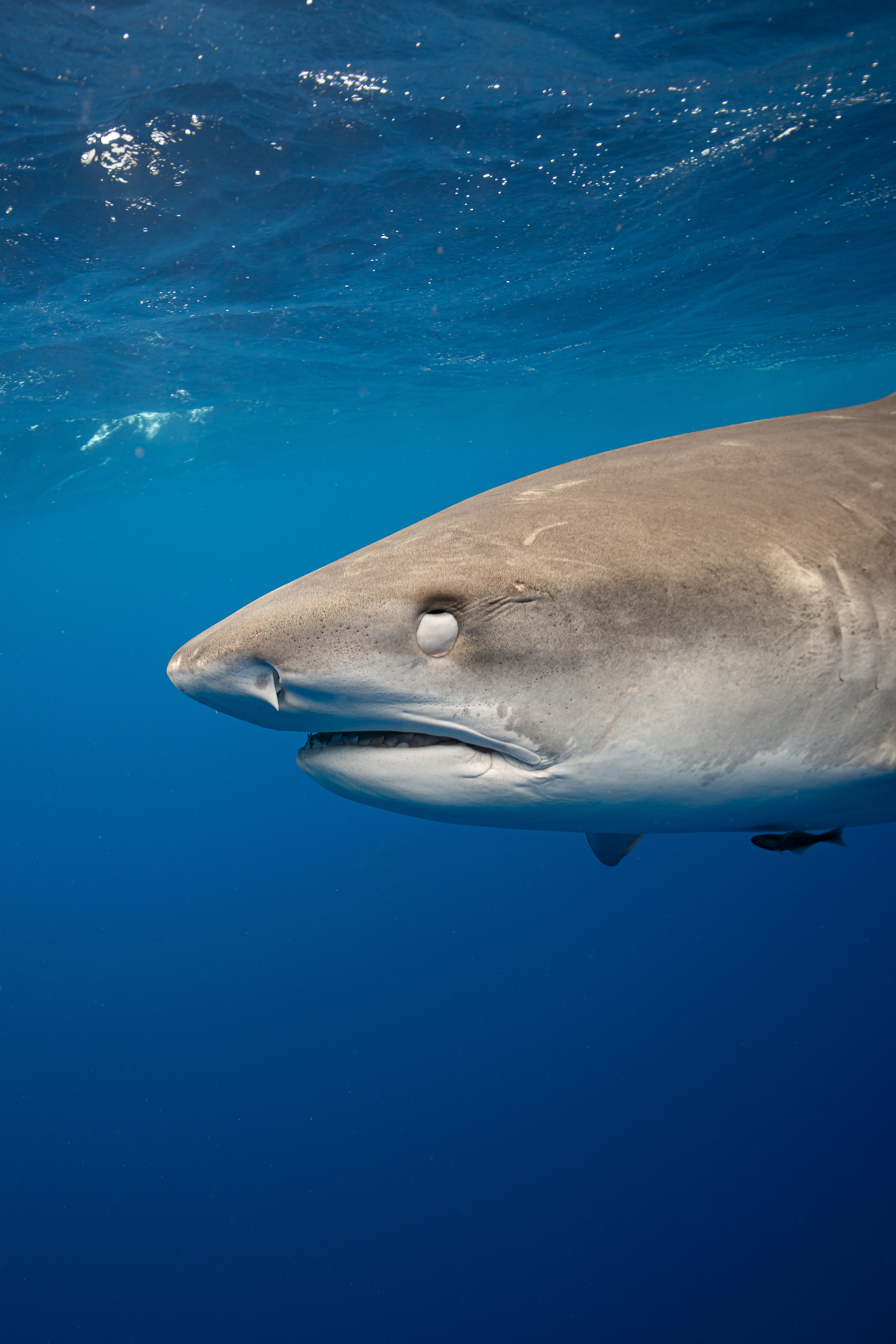 Tiger Shark 0477