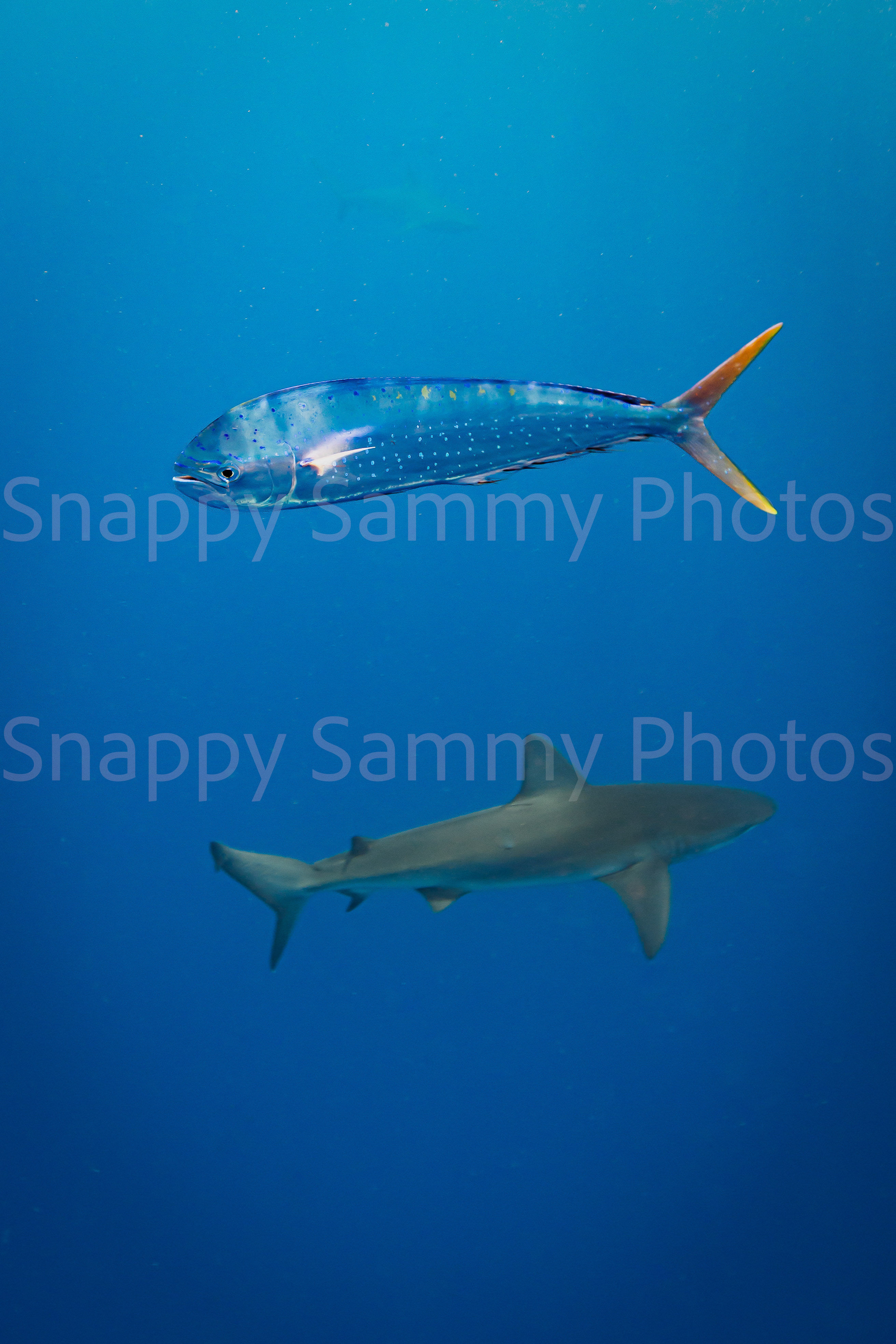 Mahi Mahi 0071