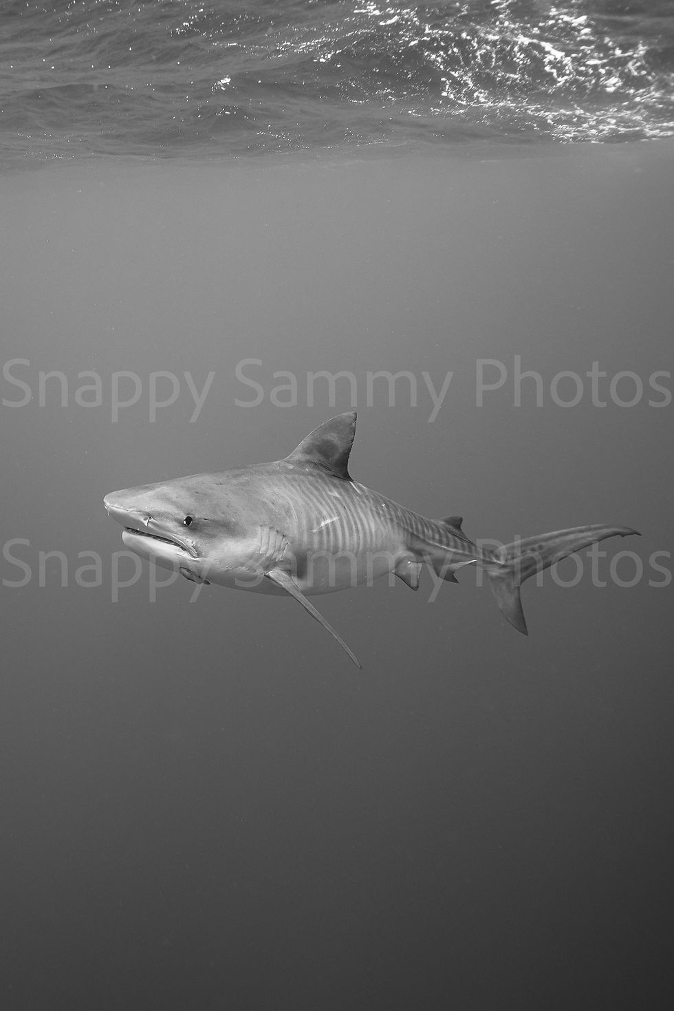 Thumbnail: Tiger Shark 9114
