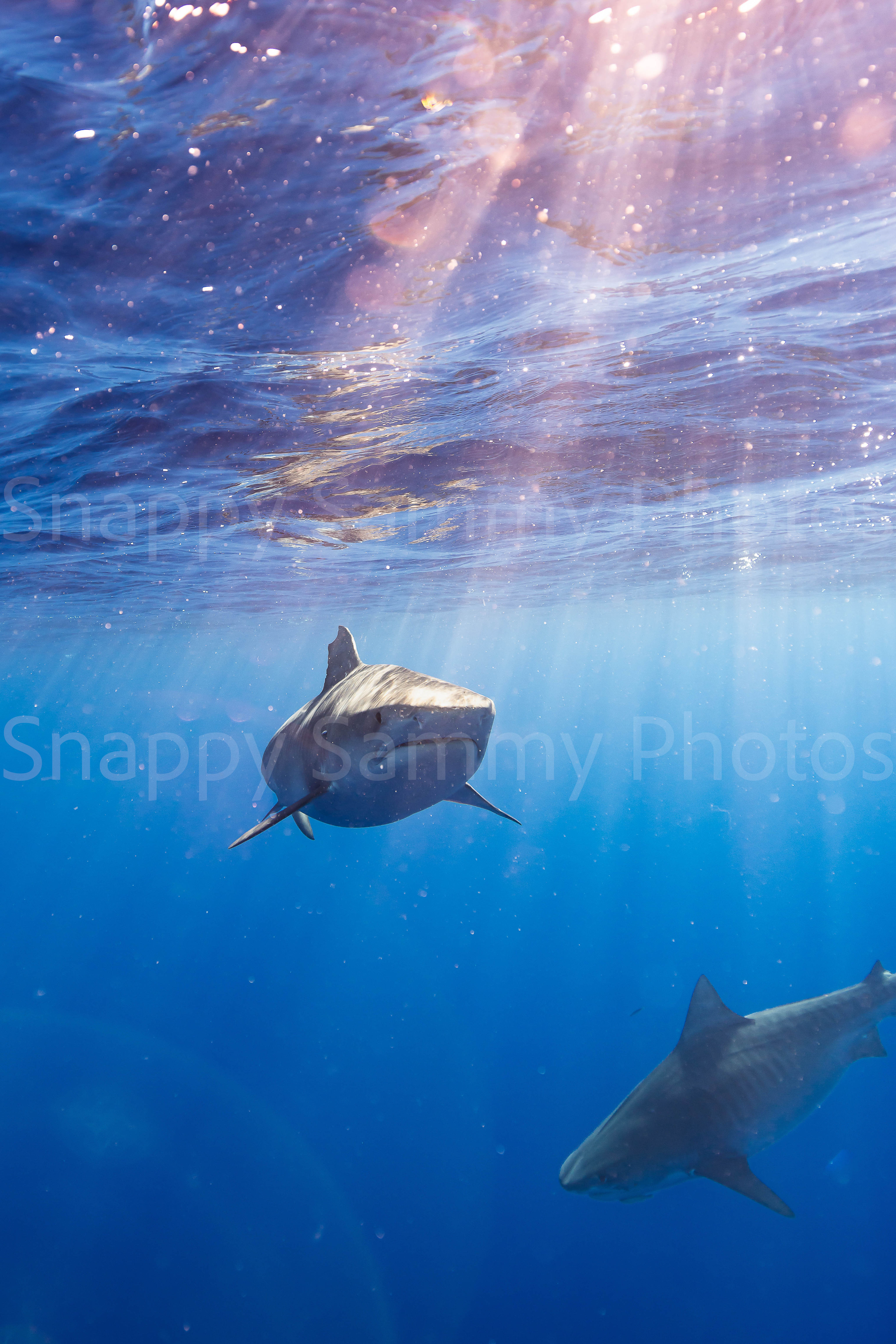 Tiger Sharks 9713