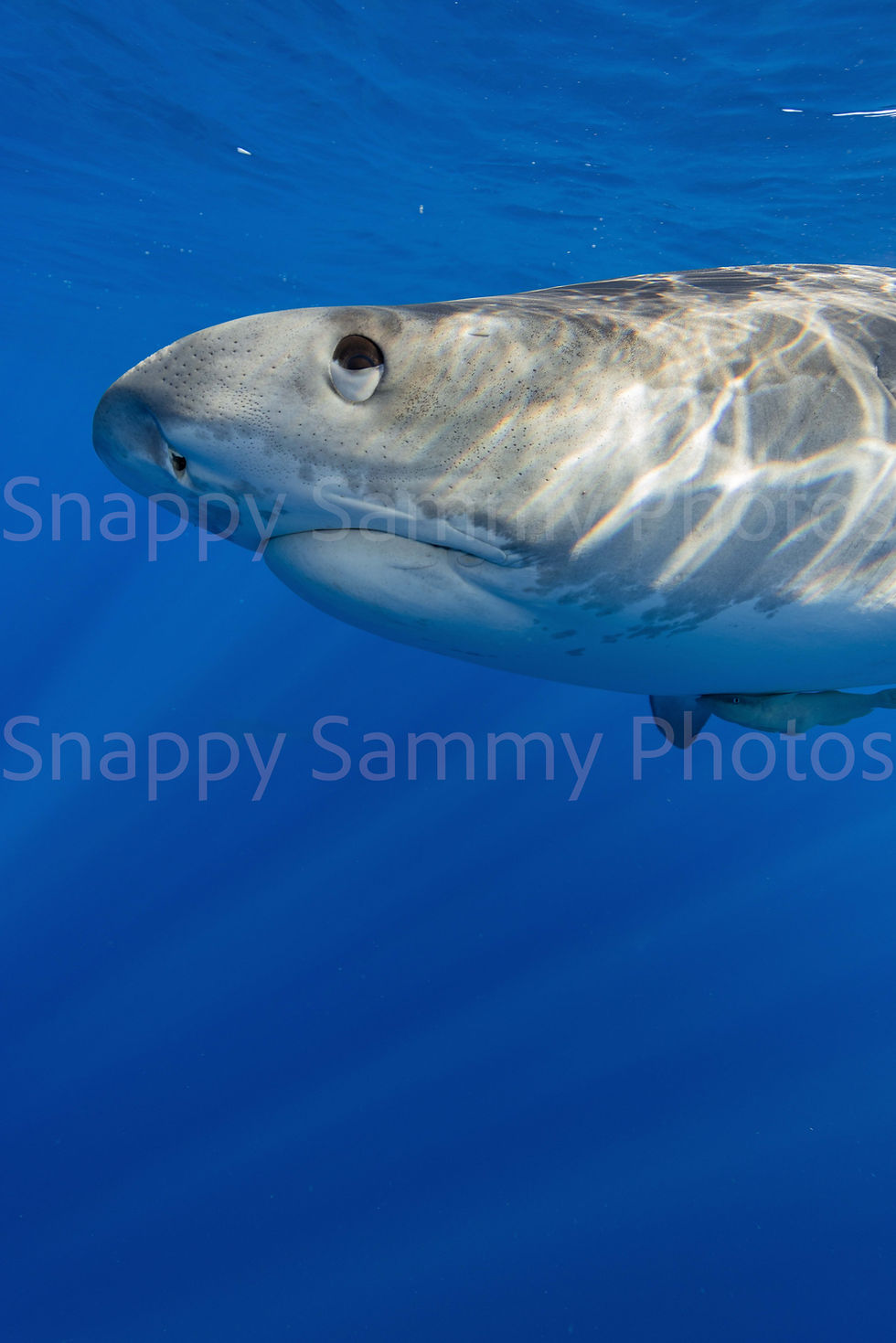 Thumbnail: Tiger Shark 9157