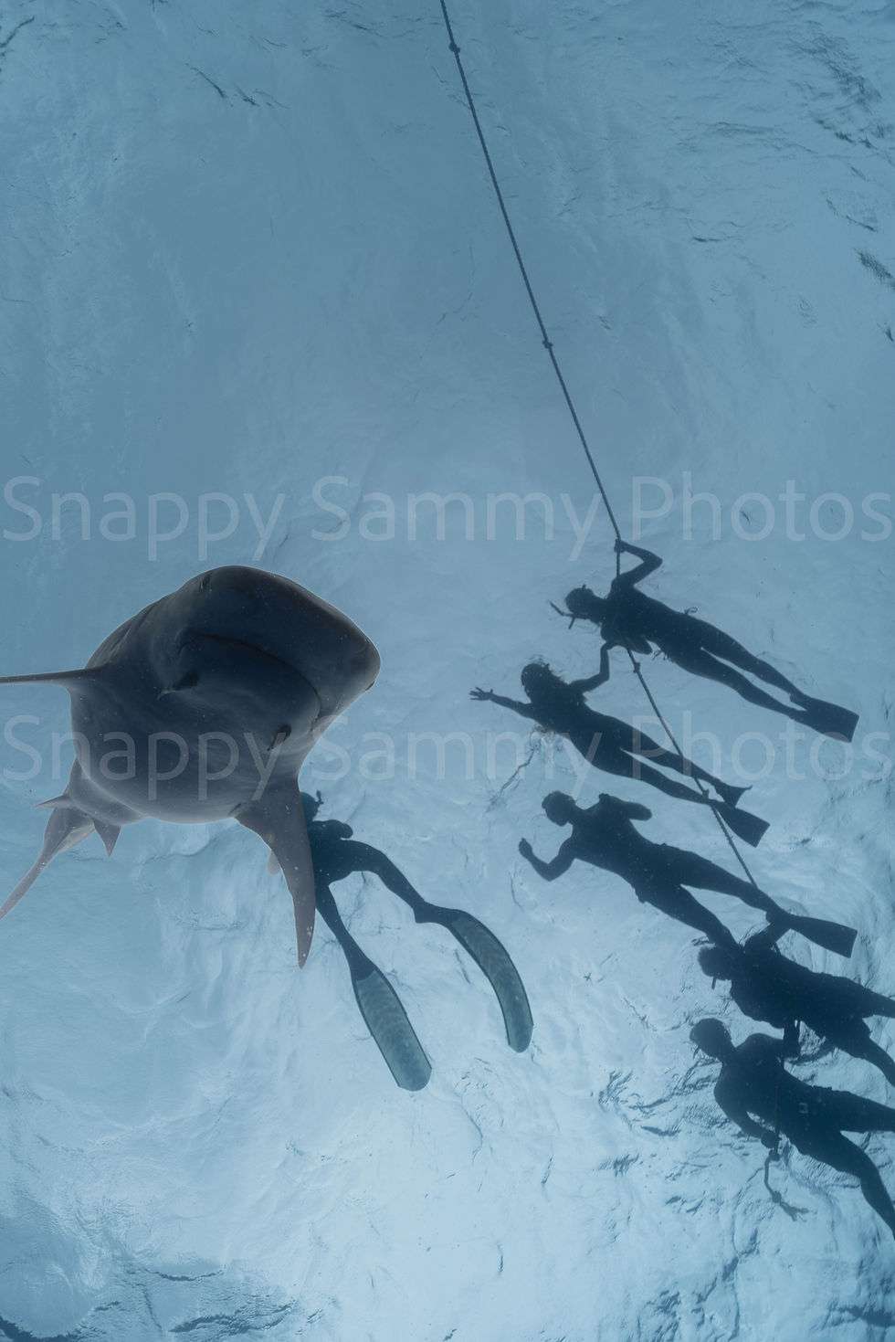 Thumbnail: Tiger Shark 6320