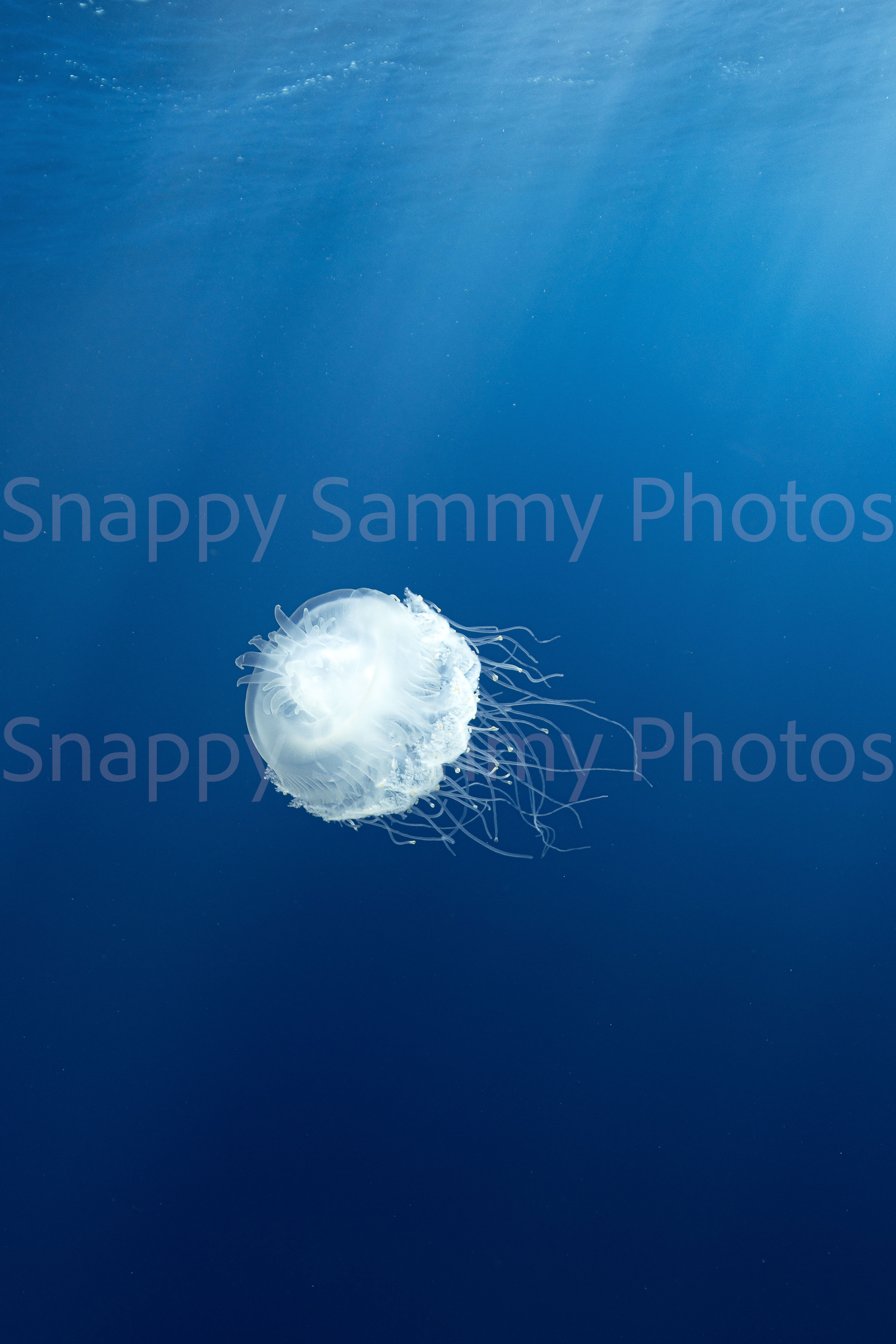 Jellyfish 6108