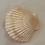 Thumbnail: Spring Scallop Shell Collection G