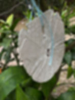 Thumbnail: Arrowhead Sand Dollar C