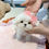 Thumbnail: maltese girl "titi"