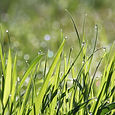 dew on grass