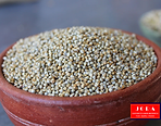 Jora Exports and Imports _ Greem Millet.