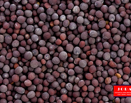 Jora_Exports and Imports_Mustard Seeds.p