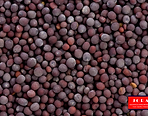 Jora_Exports and Imports_Mustard Seeds.p