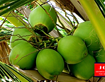 Jora Exports & Imports Coconut_PRT.png